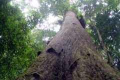 Neobalanocarpus_heimii Chengal